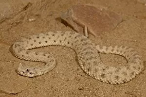 Images Dated 25th November 2009: Sonoran Desert Sidewinder (Sonoran Sidewinder) (Crotalus cerastes cercobombus) in captivity