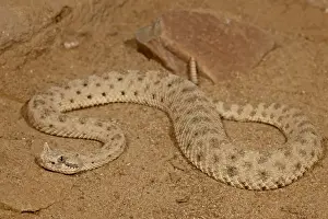 Dangerous Prints: Sonoran Desert Sidewinder (Sonoran Sidewinder) (Crotalus cerastes cercobombus) in captivity