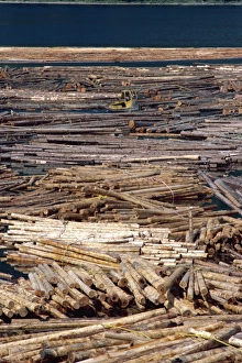Logging Prints: Sorting logs for mill, British Columbia, Canada, North America
