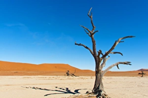Arid Landscapes Prints: Sossusvlei, Namib Desert, Namib Naukluft Park, Namibia, Africa