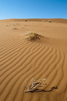 Sossusvlei Prints: Sossusvlei, Namib Naukluft Park, Namib Desert, Namibia, Africa