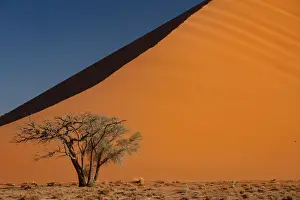 Barren Prints: Sossusvlei National Park, sunset at Dune along the main highway to Deadvlei, Namibia
