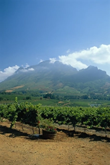 South Africa, Cape Winelands
