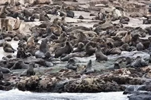 Images Dated 28th May 2009: South African (Cape) fur seals (Arctocephalus pusillus pusillus), Seal Island