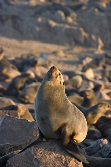 Fur Seal Prints: South African fur seal