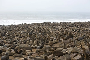 Images Dated 28th January 2000: South African fur seal (Arctocephalus pusillus) colony