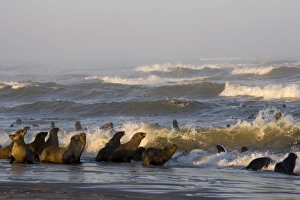 Images Dated 28th January 2000: South African fur seal (Arctocephalus pusillus) colony