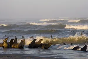 Fur Seal Prints: South African fur seal (Arctocephalus pusillus) colony