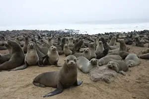 Fur Seal Prints: South African fur seal colony (Arctocephalus pusillus)