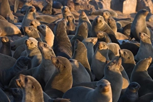 Colonies Prints: South African fur seals