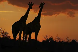 Evening Mood Prints: South African Giraffe (giraffa camelopardalis giraffa)