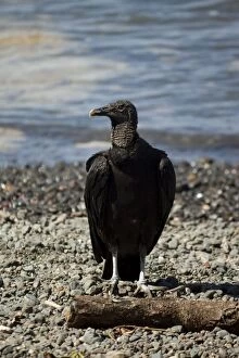 South American black vulture (Coragyps atratus brasiliensis), a common scavenger