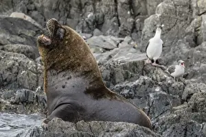 South American sea lion bull (Otaria flavescens) at breeding colony just outside Ushuaia