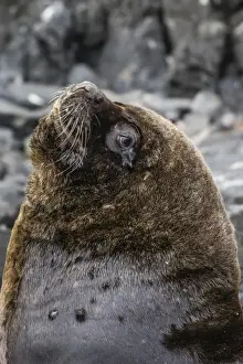 Breeding Colony Prints: South American sea lion bull (Otaria flavescens) at breeding colony just outside Ushuaia