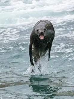 Play Prints: South American sea lion leaps above water in breeding colony near Lima