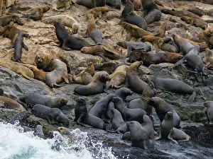 Rich Prints: South American sea lions gather in a breeding colony on rocks near Lima