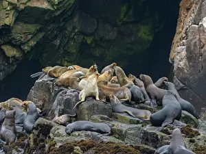 Socialization Prints: South American sea lions gather in breeding colony on rocks near Lima in Peru during breeding season