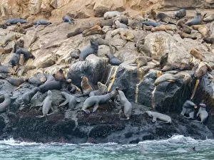 Sights Prints: South American sea lions gather in breeding colony on rocky shore near Lima