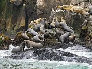 Outcrop Prints: South American sea lions gather on rocky shore near Lima in Peru during breeding season