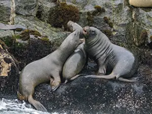 Play Prints: South American sea lions interact in a breeding colony outside Lima