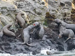 Peruvian Prints: South American sea lions interact in breeding colony along rocky shore near Lima, Peru