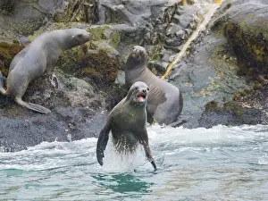 Rights Prints: South American sea lions leap in a breeding colony in the Palomino Islands near Lima