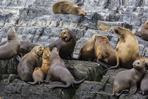 Lying On Front Prints: South American sea lions (Otaria flavescens) in breeding colony hauled out on small islets just outside Ushuaia