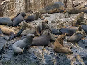 Locations Prints: South American sea lions resting in a breeding colony during the warm sun at Palomino Islands near Lima