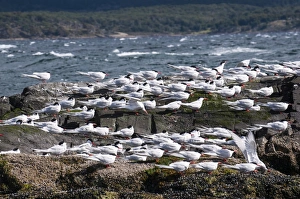 South American Latin America Prints: South American Tern (Sterna hirundinacea), Beagle Channel, Argentina, South America