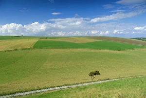 South Downs Prints: South Downs, East Sussex, England, UK, Europe