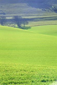 South Downs Prints: The South Downs near Wilmington, East Sussex, England, UK, Europe