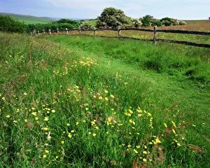 Foot Path Prints: South Downs Way near East Dean, East Sussex, England, United Kingdom, Europe