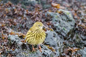 Avifauna Prints: South Georgia pipit forages for food along the rocky shore during low tide on Prion Island in South Georgia