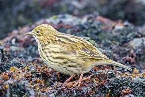 Ornithology Prints: South Georgia pipit forages at low tide on Prion Island in South Georgia and the South Sandwich Islands