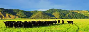 Cattle Prints: South Island, New Zealand