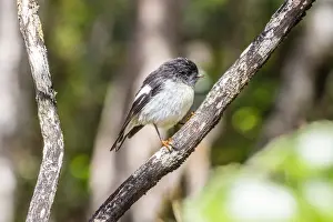 Ulva Island Prints: South Island tomtit (Petroica macrocephala macrocephala)