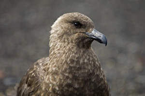 Polar Region Prints: South Polar skua (Stercorarius maccormicki), Telephone Bay, Deception Island