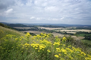 South Downs Prints: South Down Way, near South Harting, Hampshire, England, United Kingdom, Europe