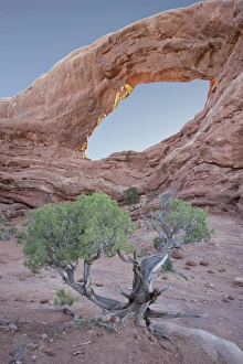 Zion Prints: South Window with a juniper