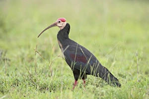 Ibis Prints: Southern bald ibis (Geronticus calvus)