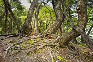 Tree Root Prints: Southern beeches (Nothofagus) in Andean-Patagonian (Subantarctic forest) in Tierra