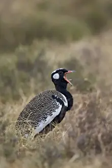 Male Animal Prints: Southern black korhaan (Eupodotis afra) male calling, Mountain Zebra National Park