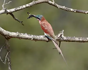 Caught Prints: Southern carmine bee-eater (carmine bee-eater) (Merops nubicoides) with an insect
