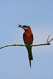 Bee Eater Prints: (Southern) carmine bee-eater (Merops nubicoides) with an insect, Kruger National Park