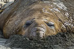 Lying On Front Prints: Southern elephant seal bull (Mirounga leonina) molting in Gold Harbor