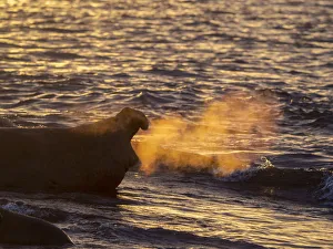 Gold Harbor Prints: Southern elephant seal bull (Mirounga leoninar), on the beach at sunrise in Gold Harbor