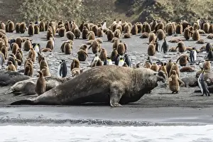 Gold Harbor Prints: Southern elephant seal bulls (Mirounga leonina) charging on the beach in Gold Harbor