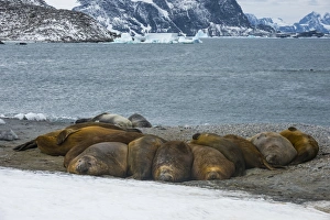 Lying On Front Prints: Southern elephant seal colony (Mirounga leonina), Coronation Island, South Orkney Islands
