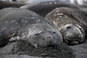 Images Dated 22nd February 2009: Southern elephant seal (Mirounga leonina), Gold Harbour, South Georgia