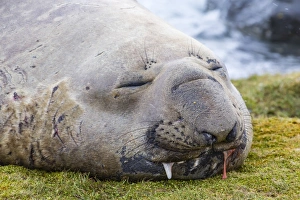 Southern elephant seal (Mirounga leonina) bull, Peggotty Bluff, South Georgia, South Atlantic Ocean, Polar Regions